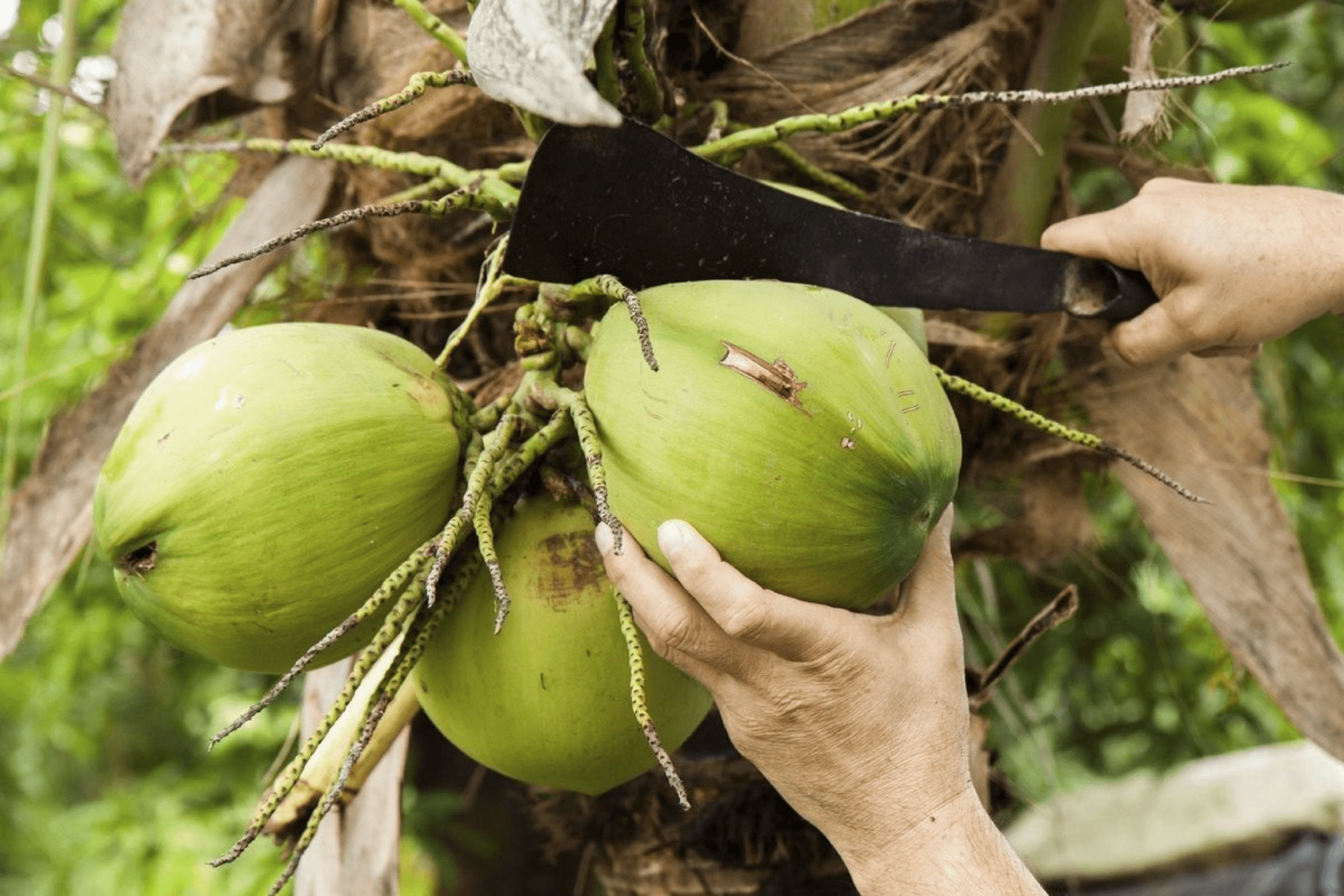 Young coconuts being prepared in Southern Vietnam